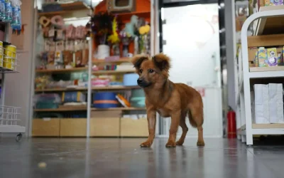 petco-1-scaled